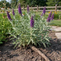 Leadplant