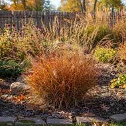 Little Bluestem