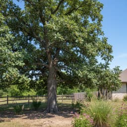 Bur Oak