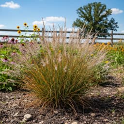 Little Bluestem