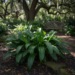 Cast Iron Plant