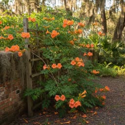 Trumpet Creeper