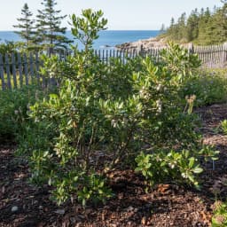 Bayberry