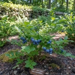 Blueberries