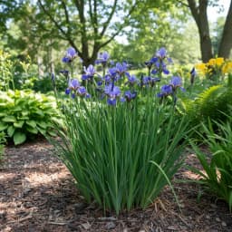 Siberian Iris