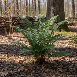 Christmas Fern