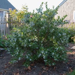 Bayberry