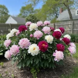 Peony