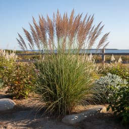 Switchgrass