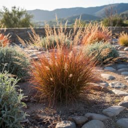 Little Bluestem