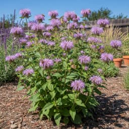 Wild Bergamot