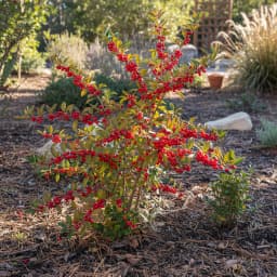 Winterberry