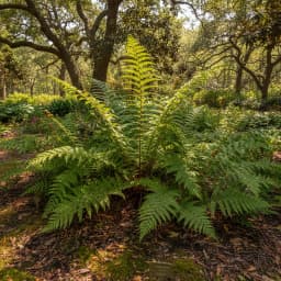 Ferns
