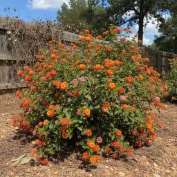 Lantana