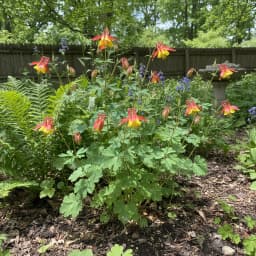 Columbine