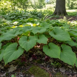 Wild Ginger