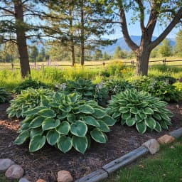 Hostas