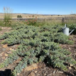 Juniper