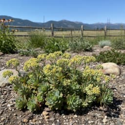 Sedum