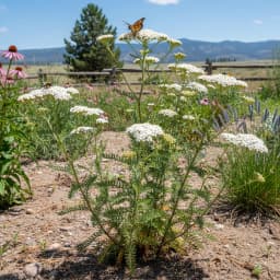 Yarrow
