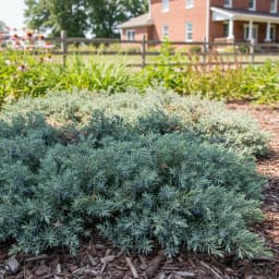 Juniper