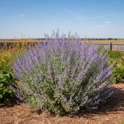 Russian Sage