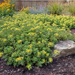 Sedum