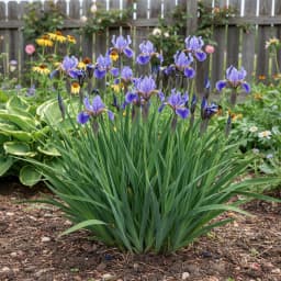 Siberian Iris