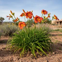 Daylily