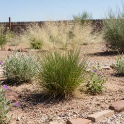 Indian Ricegrass