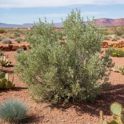 Sagebrush