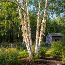 White Birch