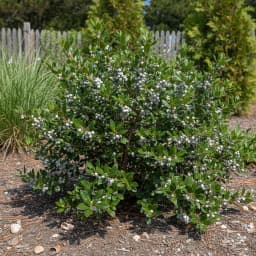 Bayberry