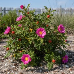 Rosa Rugosa