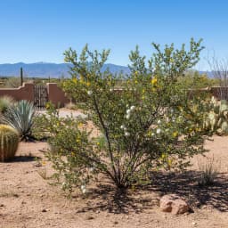 Creosote Bush