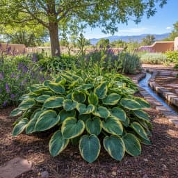 Hostas