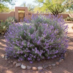 Texas Sage