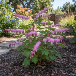 Bleeding Heart