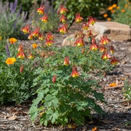 Eastern Columbine