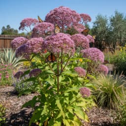 Joe-Pye Weed
