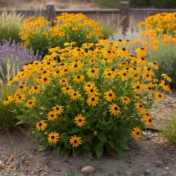 Black-Eyed Susan