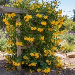 Carolina Jessamine