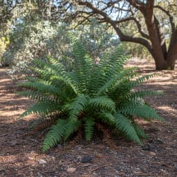 Christmas Fern