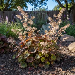 Coral Bells
