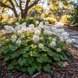 Foamflower