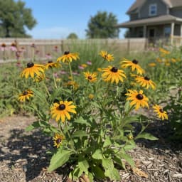 Black-Eyed Susan