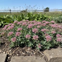 Sedum