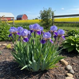 Siberian Iris
