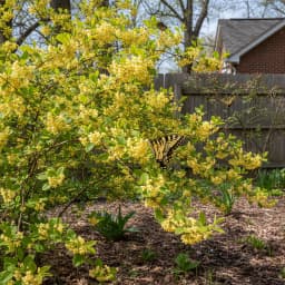 Spicebush