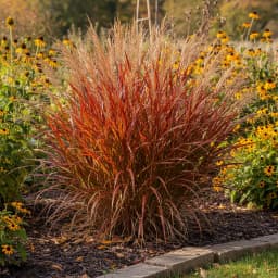 Switchgrass